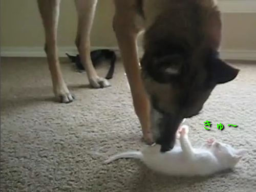 ���Ѹ��Ȼ�ǭ