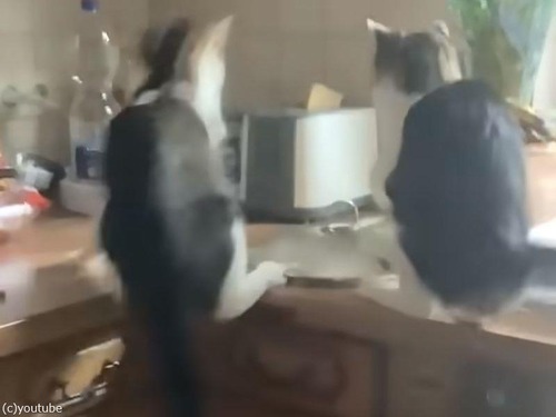 焼き上がって跳ねあがったトーストに驚く猫たち…勢い余ってカウンターから落っこちる