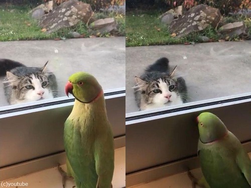 猫に「いないいないばあ」をするインコ00