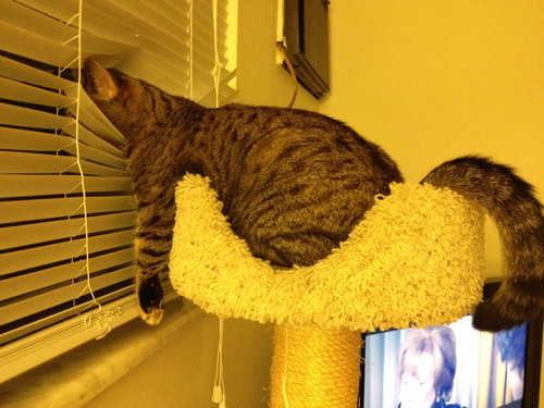 窓の外に何があるっていうんだ 見つめる猫の写真が話題に らばq 窓の外に何があるっていうんだ 見つめる猫の写真が話題に らばq