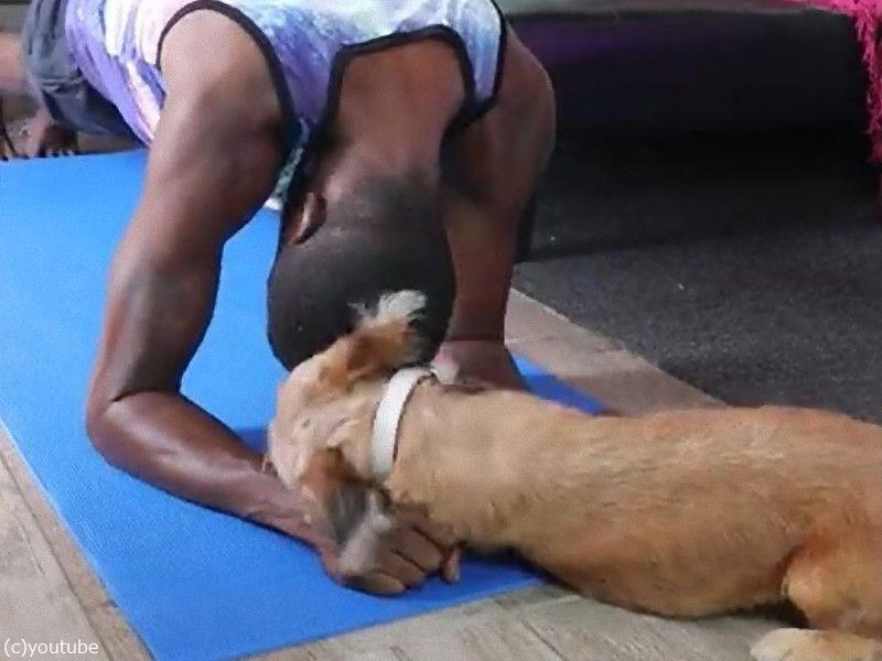 愛犬のいるところで筋トレは 難易度が高い 動画 らばq 愛犬のいるところで筋トレは 難易度が高い 動画 らばq