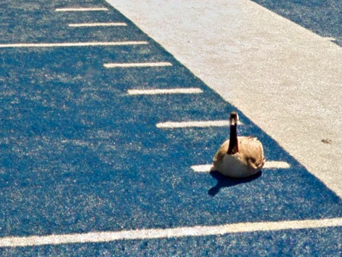 スタジアムのピッチの色が青いとき02