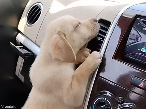 子犬が車のエアコンを独占するので切ったら…鳴いて抗議（動画）