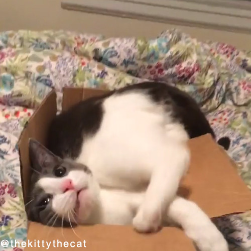 やっぱり猫は箱が好き03