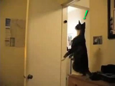 ミッション・インポッシブル猫