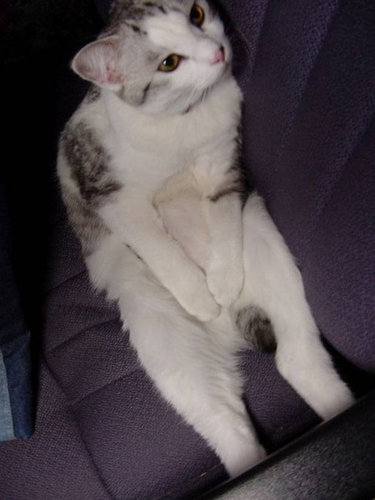 ưʪ�����Τ�����ʤ���06