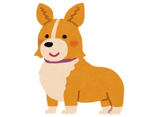 キュンとなるほどあざといコーギー