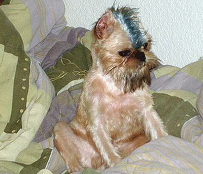カラフルに染められた犬10