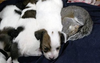 子犬の中にリスが一匹04
