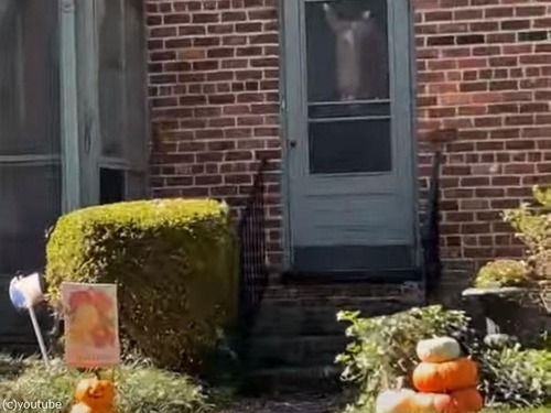 玄関の猫が…どんなハロウィーン飾りよりも存在感があるとき（動画）
