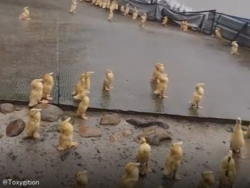 雨が降った時のアヒル