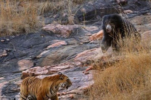 勝者はどっち 子連れのクマと虎のめったにない対決 らばq