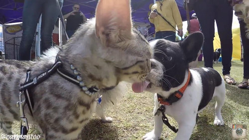 犬好きの猫が50匹と出会う04