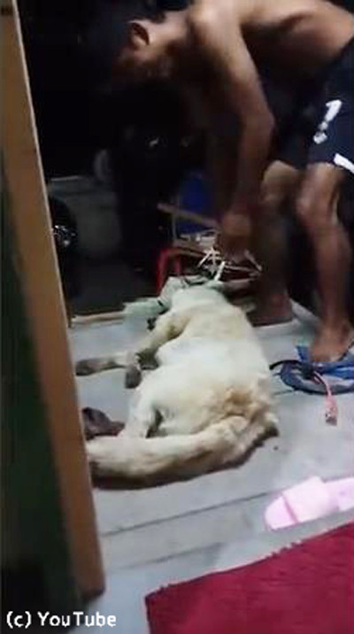 お風呂が嫌すぎる犬 死んだふり をする 動画 らばq お風呂が嫌すぎる犬 死んだふり をする 動画 らばq