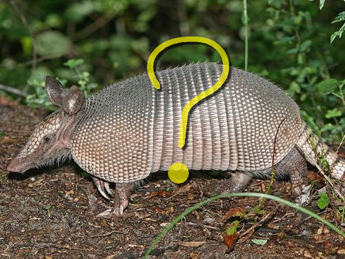 アルマジロの防御力00