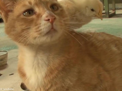 �ҥ襳���Ƥ�ǭ�Ρĥѥ�01