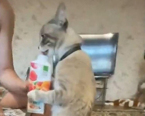 姿勢よくヨーグルトを飲む猫00