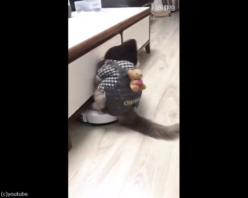 残念ながらルンバを乗りこなせない猫 動画 らばq