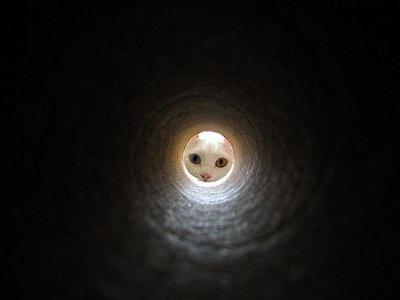見ているやつを見かえす動物園の動物01