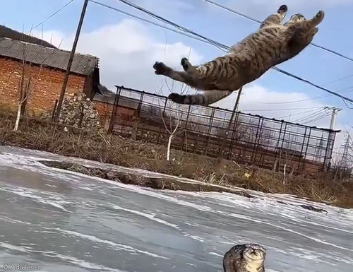 「これほど美しい猫の後方宙返りは見たことがない…」体操選手のような跳躍