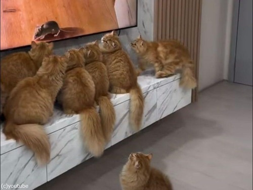 テレビ画面にくぎ付けになる猫たち