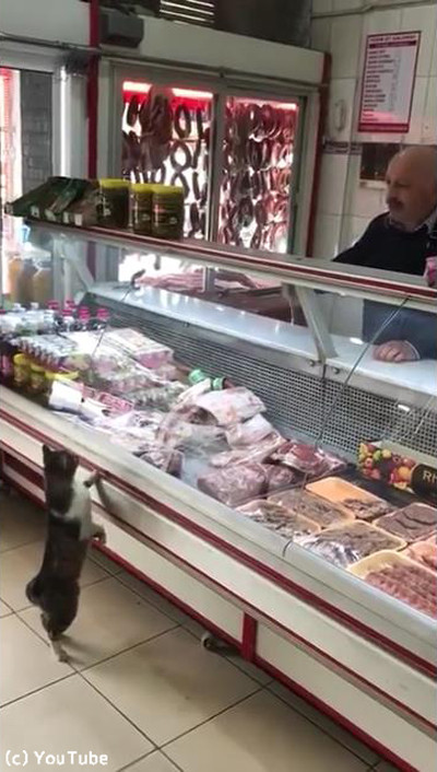 お肉屋さんに現れた猫01