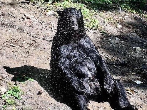クマさんの水浴び03