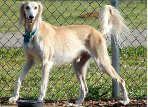 犬種は100年でこう変わった02
