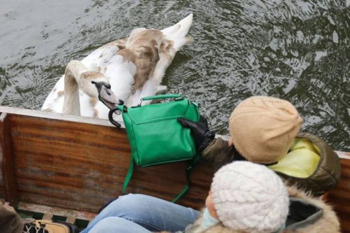 ケンブリッジの暴れん坊な白鳥10