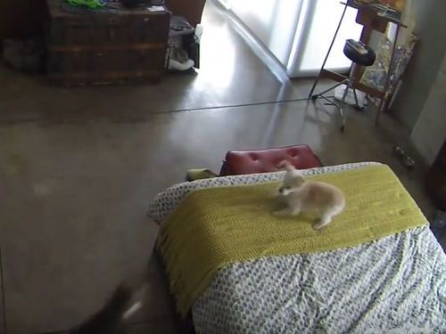 犬ににらみを利かす猫01