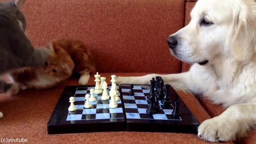 猫がチェスの審判をすると…06
