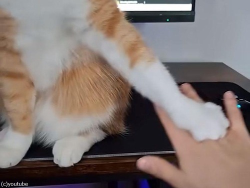 絶対にナデさせてくれない猫…手を近づけるたびに完全ブロック