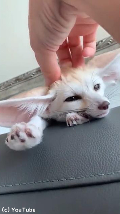 �ե��ͥå��Τ����ޥå�����02