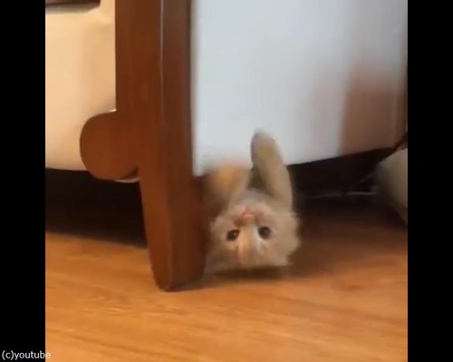 ねこ、ダイナミックに登場03