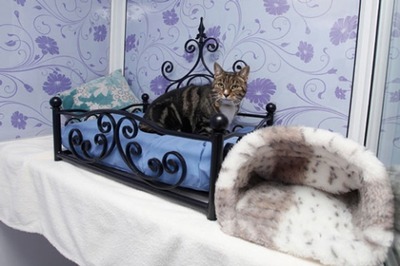 猫の高級ホテル01