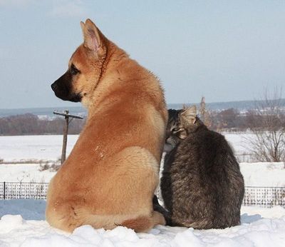ロシアの犬と猫06