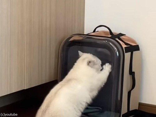 猫がおねだりするのでキャリーバッグに入れたら…「すぐに出せ！」と猛アピール（動画）