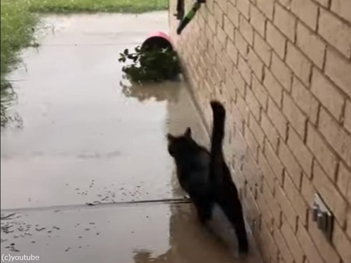 雹が降ってるのに出かけてしまった猫