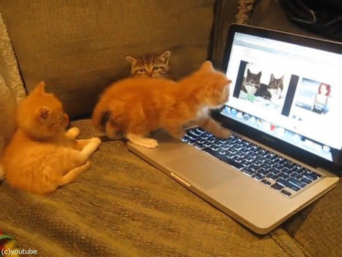 猫動画を見た子猫たち01