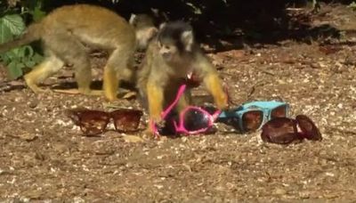 かわいい盗人に困ったぞ リスザルにロンドンの動物園が必死の取り組み らばq