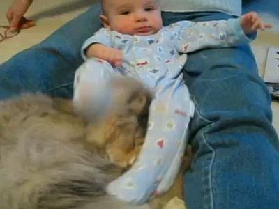 赤ちゃんキックを耐え忍ぶ猫