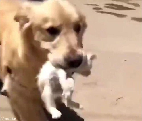 ゴールデンレトリバーが迷子の子猫を拾ってくる02