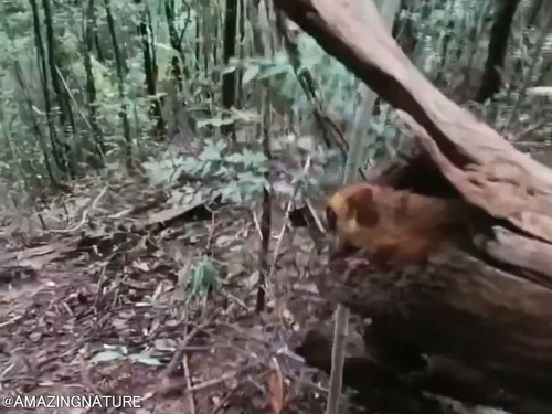 野生のフクロモモンガが飛び立つ姿は…こんなにもカッコいい！