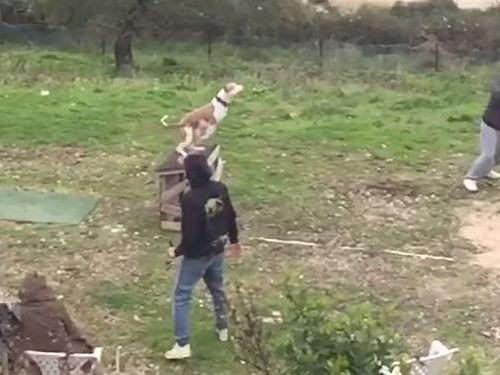 訓練された犬のジャンプ力01