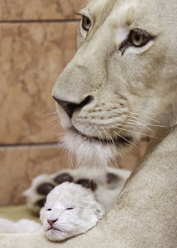 狂おしいほどかわいい 愛情いっぱい動物の親子の写真いろいろ らばq 狂おしいほどかわいい 愛情いっぱい動物の親子の写真いろいろ らばq
