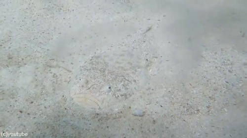 スターゲイザー(魚)の擬態ってすごい02