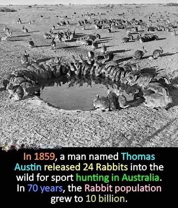 「オースティンという1人の男がオーストラリア大陸に破滅的な被害をもたらした…24羽のウサギによって」:らばQ
