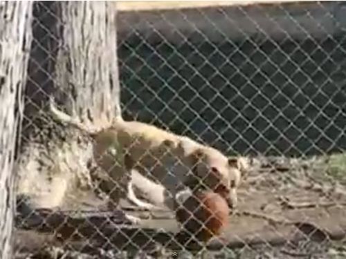 ボール遊びが上手な犬01