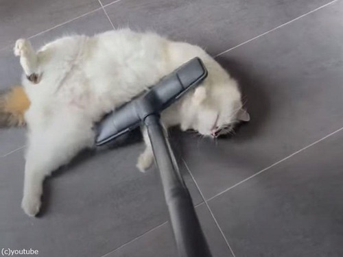 「うちの猫は掃除機をかけると『毛を吸って！』と走り寄ってくる…」（動画）
