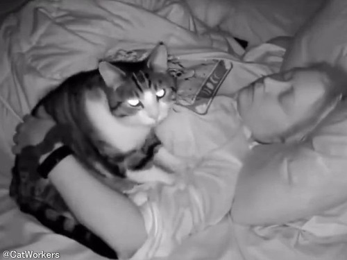 「なんて働き者なの…」眠っている間にマッサージしてくれる猫